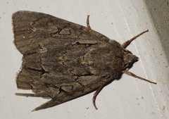 Acronicta psi