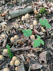 Coprinellus micaceus