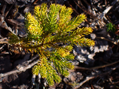 Dendrolycopodium dendroideum