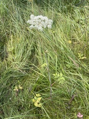 Cicuta douglasii