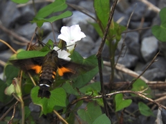 Macroglossum pyrrhosticta