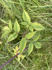 Cicuta douglasii