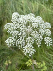 Cicuta douglasii