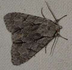 Acronicta psi