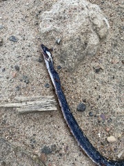 Lycodonomorphus rufulus