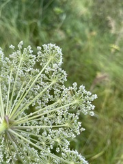 Cicuta douglasii