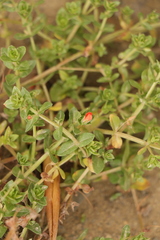 Lysimachia arvensis