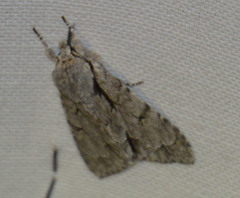 Acronicta psi