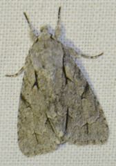 Acronicta psi