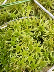 Sphagnum