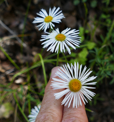 Erigeron neomexicanus