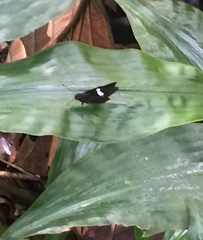 Notocrypta paralysos varians