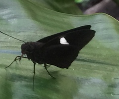 Notocrypta paralysos varians