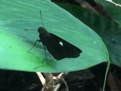 Notocrypta paralysos varians