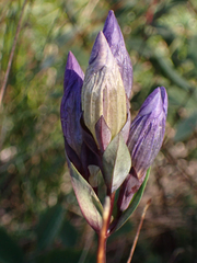 Gentiana sceptrum