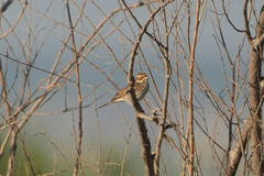Emberiza pusilla