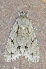 Acronicta psi