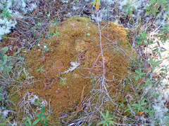 Sphagnum austinii