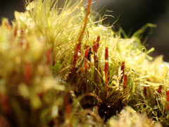 Dicranodontium denudatum