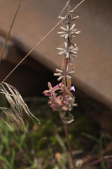Dracocephalum thymiflorum