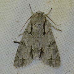 Acronicta psi