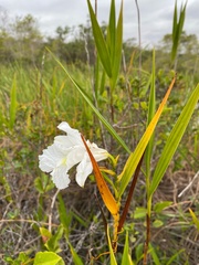 Sobralia liliastrum