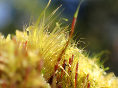 Dicranodontium denudatum