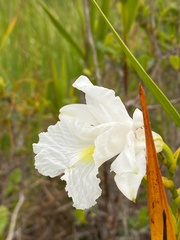 Sobralia liliastrum