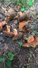 Suillellus amygdalinus