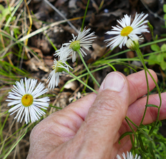 Erigeron neomexicanus