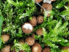 Agaricineae