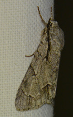 Acronicta psi