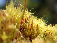 Dicranodontium denudatum