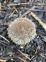 Lycoperdon echinatum