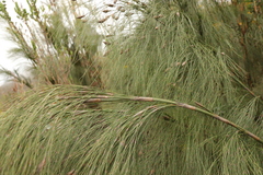 Restionaceae