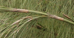 Restionaceae