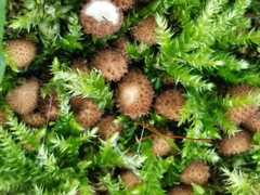 Agaricineae