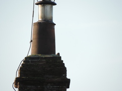 Passer domesticus domesticus