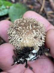 Lycoperdon echinatum