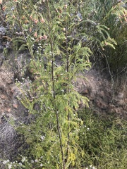 Passerina falcifolia