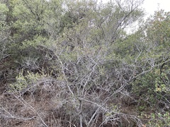 Cercocarpus betuloides