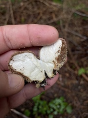 Lycoperdon echinatum