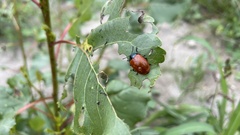 Chrysomela populi