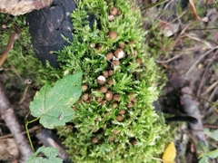 Agaricineae
