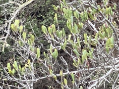 Cercocarpus betuloides