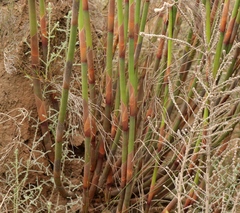 Restionaceae