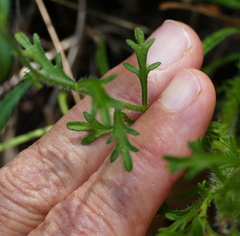 Erigeron neomexicanus