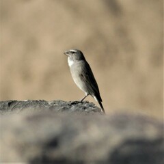 Crithagra albogularis