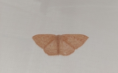 Scopula irrorata