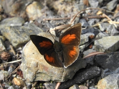 Curetis acuta paracuta